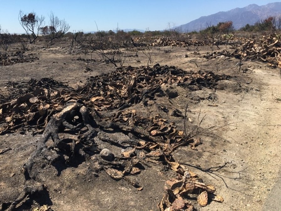 -Aftermath of ﬁres near the foothill of the San Gabriel Mountains. Picture was taken on September 2021. Credit: SGAC STEA Project Group