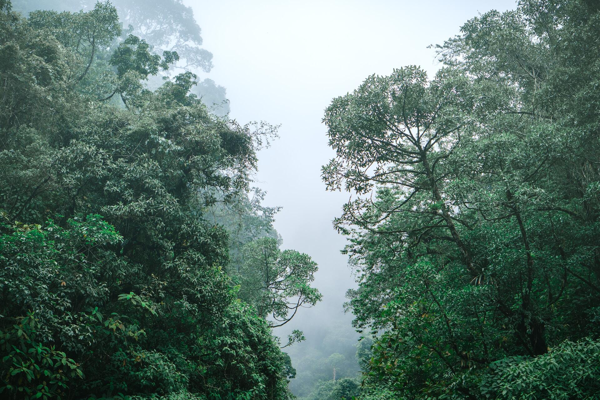 Latin American Forest Everland