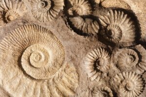 Fossil. Credits: Pixabay