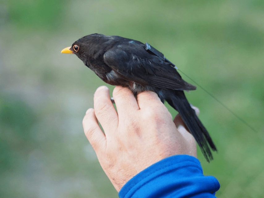 Bird with transmitter. Credit: TALOS