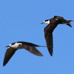 'ICARUS' Global Wildlife Tracking System to Resume Operations After Launching to Orbit