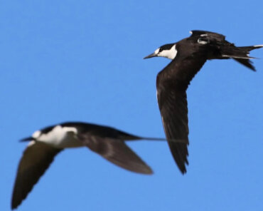 'ICARUS' Global Wildlife Tracking System to Resume Operations After Launching to Orbit