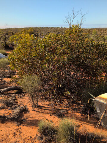 Southern Launch Welcomes Fourth Varda Capsule back to Earth at the Koonibba Test Range